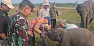 TNWK Adalah Kita: Paradigma Baru Jaga Way Kambas untuk Masa Depan Gajah Sumatra