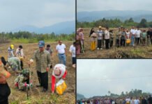 Tanam Perdana Jagung di Sipirok, Syahrul Pasaribu Ajak Warga Dukung Ketahanan Pangan
