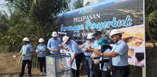 Perkuat Penyerbukan Kelapa Sawit, PT Prime Agri Resources Introduksi Serangga Asal Tanzania