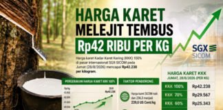 Akhir Pekan, Harga Karet Sumsel Melejit Tembus Rp42 Ribu per Kilogram