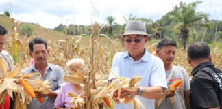 Bupati Tapsel: Tak Boleh Lagi Ada Lahan Pertanian Menganggur, Modal Petani Disiapkan