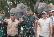 Saat Way Kambas Belajar Berdamai dengan Gajah: Dari Lebah, Serai Hingga Mahot ke Thailand