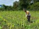 Dukung Ketahanan Pangan, Bhabinkamtibmas Polres OKI Kawal Lahan Jagung Hingga Pekarangan Bergizi