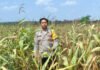 Polsek Teluk Gelam Monitoring Kebun Jagung 6 Hektare di Desa Serapek, Tanaman Alami Kekurangan Air