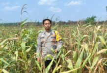 Polsek Teluk Gelam Monitoring Kebun Jagung 6 Hektare di Desa Serapek, Tanaman Alami Kekurangan Air