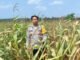 Polsek Teluk Gelam Monitoring Kebun Jagung 6 Hektare di Desa Serapek, Tanaman Alami Kekurangan Air