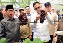 Kebun Anggur BUMDes Merak Batin Curi Perhatian Mendes PDT, Potensi Ekonomi Desa Mulai Berbuah