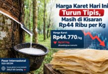 Harga Karet Hari Ini Turun Tipis, Masih Bertahan di Rp44 Ribu per Kg