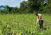 Kemarau Panjang Hantam Lahan Jagung di OKI, Tanaman Kerdil dan Terancam Gagal Panen