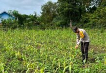 Kemarau Panjang Hantam Lahan Jagung di OKI, Tanaman Kerdil dan Terancam Gagal Panen