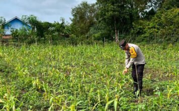 Kemarau Panjang Hantam Lahan Jagung di OKI, Tanaman Kerdil dan Terancam Gagal Panen