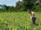 Kemarau Panjang Hantam Lahan Jagung di OKI, Tanaman Kerdil dan Terancam Gagal Panen