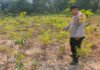 Dorong Ketahanan Pangan, Polsek Lempuing Jaya Cek Lahan Pekarangan Warga