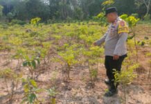 Dorong Ketahanan Pangan, Polsek Lempuing Jaya Cek Lahan Pekarangan Warga