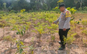 Dorong Ketahanan Pangan, Polsek Lempuing Jaya Cek Lahan Pekarangan Warga
