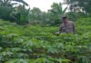 Polres OKI Gencarkan Ketahanan Pangan, Dorong Masyarakat Manfaatkan Lahan Produktif