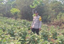 Bhabinkamtibmas Polsek Kayuagung Dampingi Program Pekarangan Pangan Bergizi di Kelurahan Sukadana