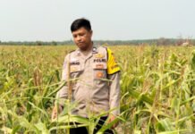 Polsek Jajaran Polres OKI Gencar Monitoring Program Ketahanan Pangan