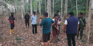 Curi Tandan Sawit di Kebun Hikmah II PT PAR, Pria Ini Ditangkap Polisi