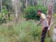 Kemarau Mengintai, Polsek Teluk Gelam Pantau 6 Hektare Kebun Jagung