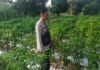 Dukung Ketahanan Pangan, Kanit Binmas Polsek Pedamaran Cek Lahan Cabai Warga