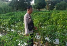 Dukung Ketahanan Pangan, Kanit Binmas Polsek Pedamaran Cek Lahan Cabai Warga