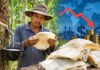 Harga Karet Dunia Turun Tipis, Petani Diminta Tetap Jaga Mutu Bokar