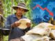 Harga Karet Dunia Turun Tipis, Petani Diminta Tetap Jaga Mutu Bokar