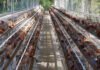 Peternak Ayam Petelur di Sumsel Terancam Gulung Tikar