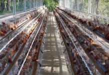 Peternak Ayam Petelur di Sumsel Terancam Gulung Tikar