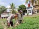 Bhabinkamtibmas Polsek Kayuagung Dorong Warga Produktif, Lahan Pekarangan di Sidakersa Disulap Jadi Kebun Kacang Tanah