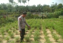 Polres OKI Gencarkan Ketahanan Pangan, Bhabinkamtibmas Dampingi Warga Manfaatkan Pekarangan Bergizi