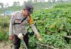 Bhabinkamtibmas Polsek Kayuagung Dampingi Warga Wujudkan Ketahanan Pangan melalui Program Pekarangan Bergizi