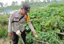 Bhabinkamtibmas Polsek Kayuagung Dampingi Warga Wujudkan Ketahanan Pangan melalui Program Pekarangan Bergizi