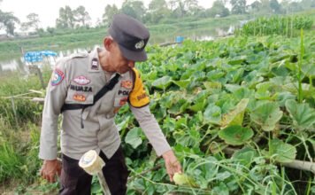 Bhabinkamtibmas Polsek Kayuagung Dampingi Warga Wujudkan Ketahanan Pangan melalui Program Pekarangan Bergizi