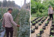 Dukung Ketahanan Pangan Nasional, Polres OKI Terjunkan Bhabinkamtibmas Cek Pekarangan Bergizi di Dua Kecamatan