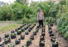 Bhabinkamtibmas Polsek Kayuagung Dampingi Warga, Sukseskan Program Pekarangan Pangan Bergizi di Desa Teloko