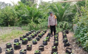 Bhabinkamtibmas Polsek Kayuagung Dampingi Warga, Sukseskan Program Pekarangan Pangan Bergizi di Desa Teloko