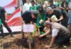 Uji Adaptasi Bambu dan Jelutung dengan Teknik Tumpang Sari Mulai Dilaksanakan di OKI