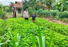 Polsek Pedamaran Timur Dorong Ketahanan Pangan, Bhabinkamtibmas Cek Tanaman Kacang Tanah di Desa Gading Raja