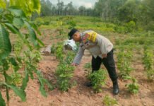 Bhabinkamtibmas Polres OKI Dorong Warga Manfaatkan Pekarangan untuk Ketahanan Pangan