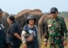 Gandeng Ahli Konservasi Thailand, Gajah Way Kambas Dipersiapkan Hidup Tanpa Rantai dan Gancu