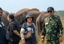 Gandeng Ahli Konservasi Thailand, Gajah Way Kambas Dipersiapkan Hidup Tanpa Rantai dan Gancu