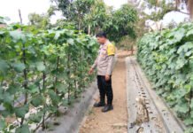 Dukung Ketahanan Pangan, Bhabinkamtibmas Polsek Teluk Gelam Dampingi Warga Kelola Pekarangan Bergizi