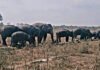 10 Tahun Dihantui Jerat Pemburu, Kisah Pilu Gajah Erin Bertahan Hidup dengan Belalai Buntung di Way Kambas
