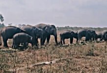 10 Tahun Dihantui Jerat Pemburu, Kisah Pilu Gajah Erin Bertahan Hidup dengan Belalai Buntung di Way Kambas