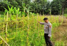 Polres OKI Gerakkan Program Ketahanan Pangan, Bhabinkamtibmas Cek Lahan Pekarangan Bergizi di Pedamaran Timur dan Kayuagung