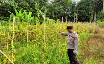 Polres OKI Gerakkan Program Ketahanan Pangan, Bhabinkamtibmas Cek Lahan Pekarangan Bergizi di Pedamaran Timur dan Kayuagung